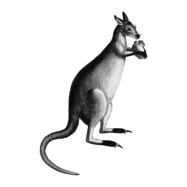 Ilustrações vintage de kanguroo cinza-azulado