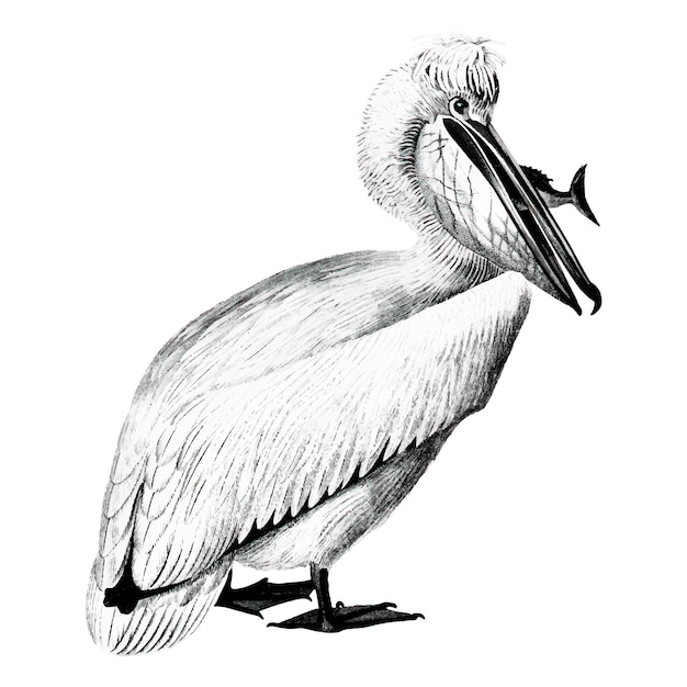 Vetor grátis ilustrações vintage de pelicano