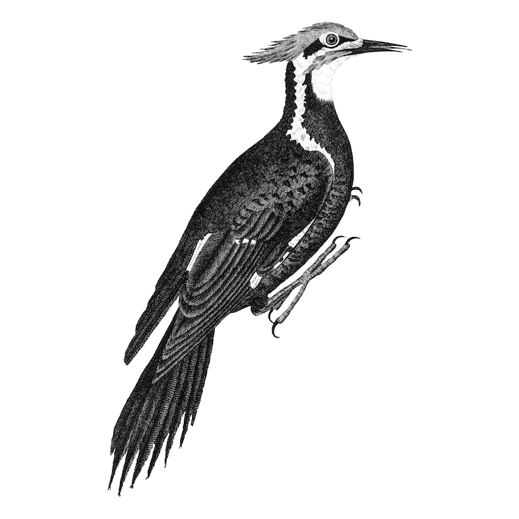 Vetor grátis ilustrações vintage de pica-pau pileated