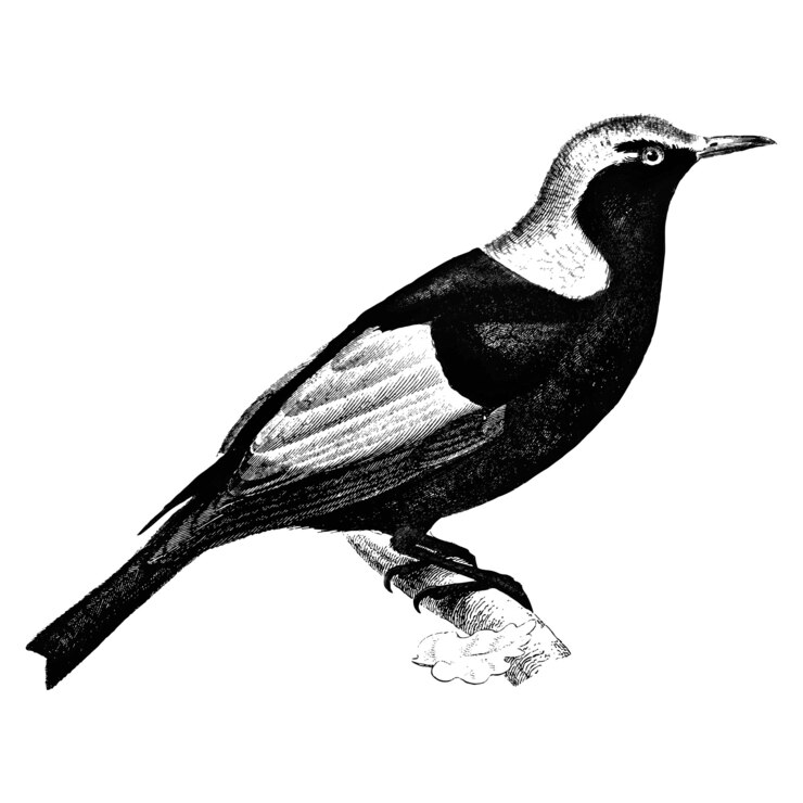 Vetor grátis ilustrações vintage de regent bowerbird