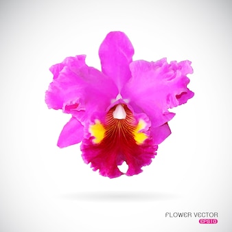 Imagem vetorial de flor de orquídea em fundo branco
