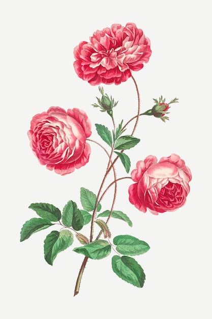 Impressão de arte floral vintage com rosa provençal, remixada de obras de arte de John Edwards