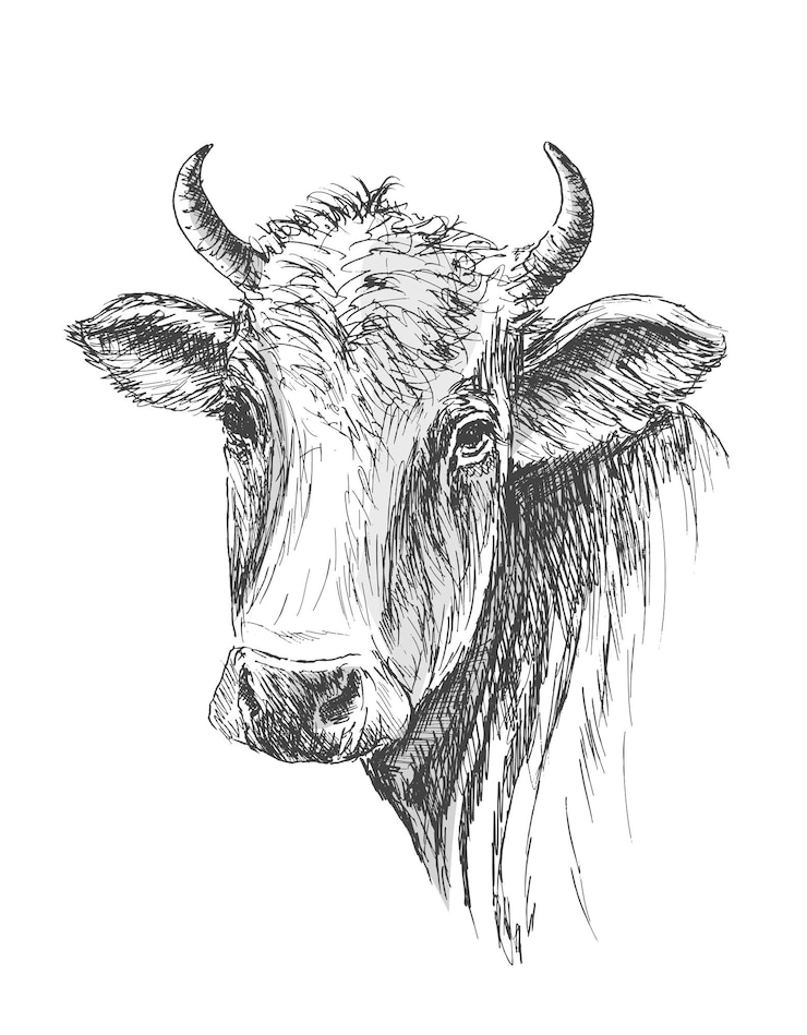 Vetor grátis impressão de camiseta esboço desenhado à mão de rosto de vaca em fundo branco