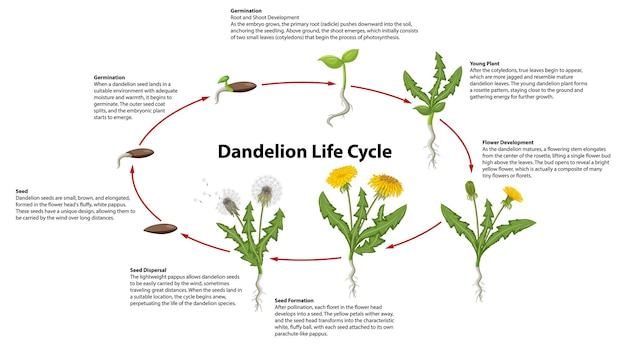 Infografia do ciclo de vida da flor de dente-de-leão uma viagem visual