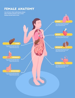 Infografia isométrica de anatomia feminina com corpo de mulher e órgãos internos 3d