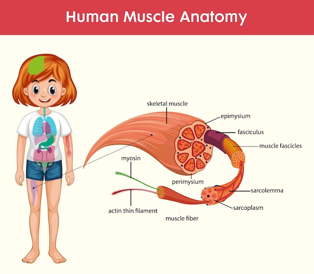 Vetor grátis infográfico da anatomia do músculo humano com corpo