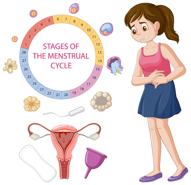 Vetor grátis infográfico das fases do ciclo menstrual