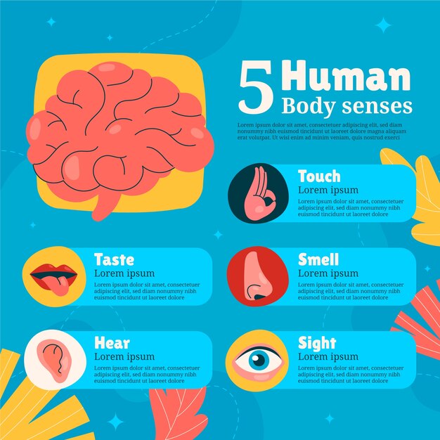 Infográfico de 5 sentidos desenhados à mão