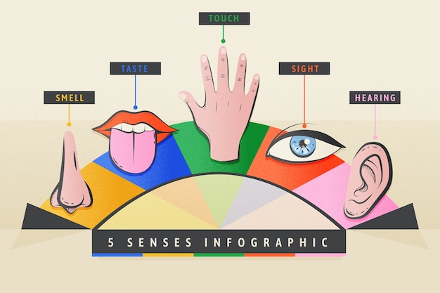 Vetor grátis infográfico de 5 sentidos desenhados à mão