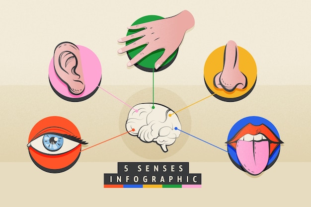 Infográfico de 5 sentidos desenhados à mão