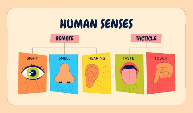 Infográfico de 5 sentidos desenhados à mão