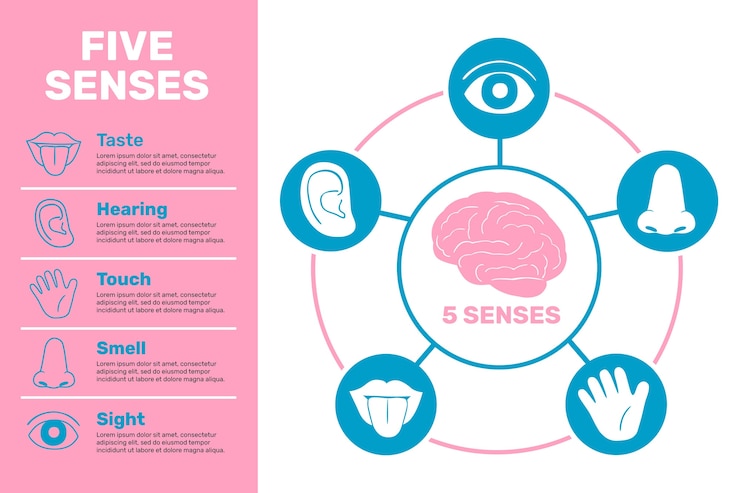 Vetor grátis infográfico de 5 sentidos desenhados à mão
