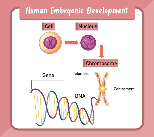 Vetor grátis infográfico de desenvolvimento embrionário humano