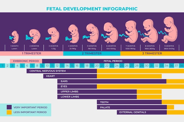 Infográfico de desenvolvimento fetal desenhado à mão