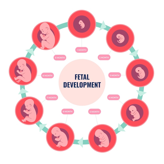 Vetor grátis infográfico de desenvolvimento fetal desenhado à mão