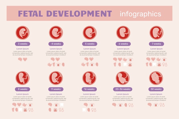 Vetor grátis infográfico de desenvolvimento fetal desenhado à mão