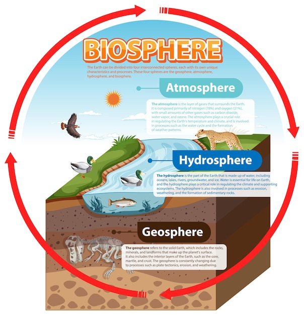Vetor grátis infográfico de ecologia da biosfera para aprendizagem