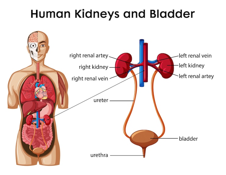Vetor grátis infográfico de estilo cartoon de rins e bexiga humanos