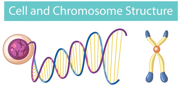 Vetor grátis infográfico de estrutura celular e cromossômica