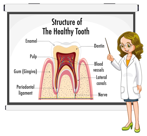 Vetor grátis infográfico de humano na estrutura do dente saudável