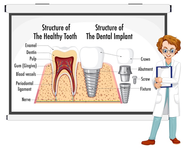 Vetor grátis infográfico de humano na estrutura do dente saudável