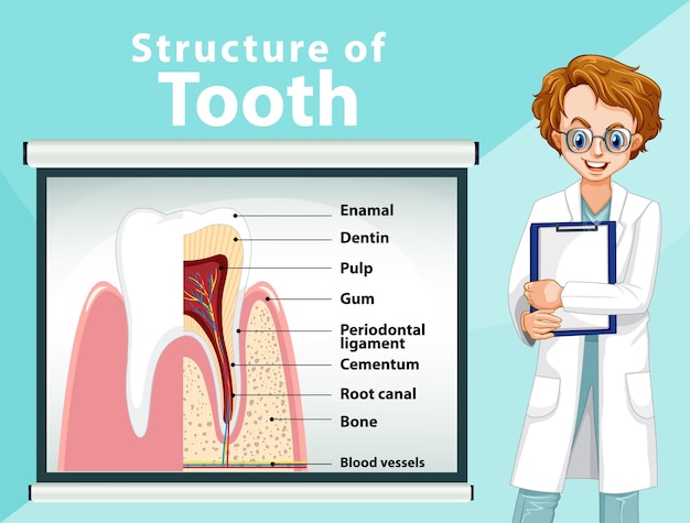 Vetor grátis infográfico de humano na estrutura do dente