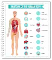 Vetor grátis infográfico de informações da anatomia do corpo humano
