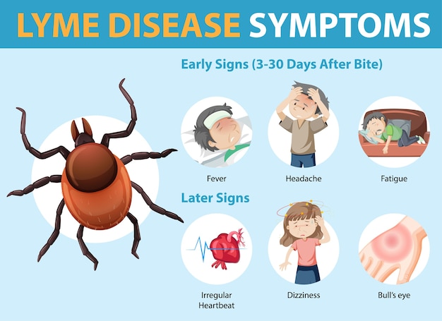 Vetor grátis infográfico de informações sobre os sintomas da doença de lyme
