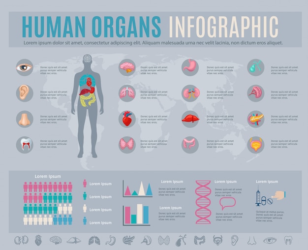 Vetor grátis infográfico de órgãos humanos com símbolos e gráficos de partes do corpo interno