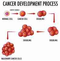Vetor grátis infográfico de processo de desenvolvimento de câncer