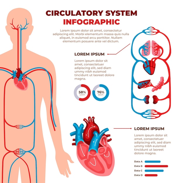 Vetor grátis infográfico de sistema circulatório plano