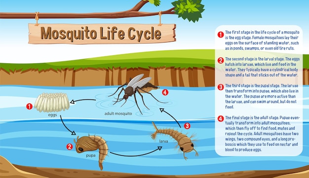 Infográfico do ciclo de vida do mosquito