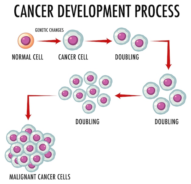 Infográfico do processo de desenvolvimento do câncer
