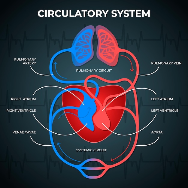 Infográfico do sistema circulatório de gradiente