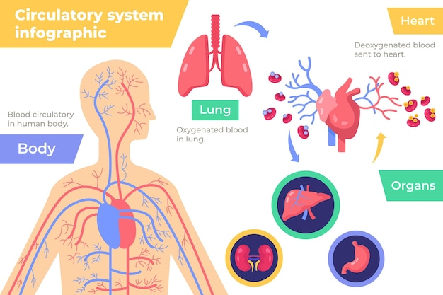 Infográfico do sistema circulatório em design plano