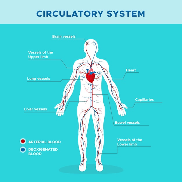 Infográfico do sistema circulatório em design plano