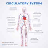 Vetor grátis infográfico do sistema circulatório linear