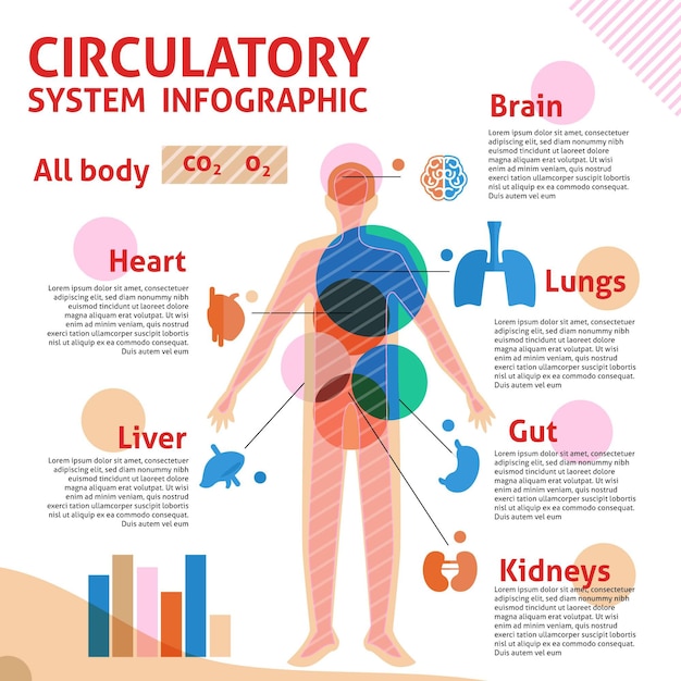 Vetor grátis infográfico linear do sistema circulatório