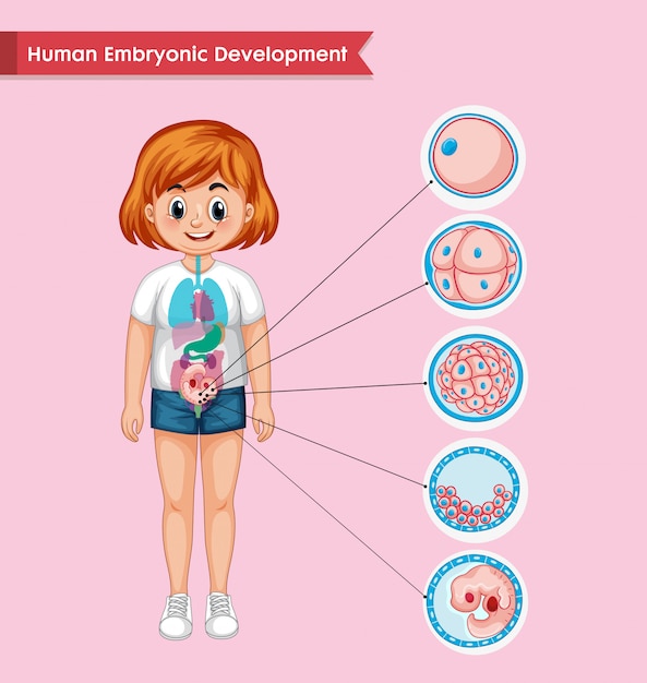 Infográfico médico científico do desenvolvimento embrionário humano