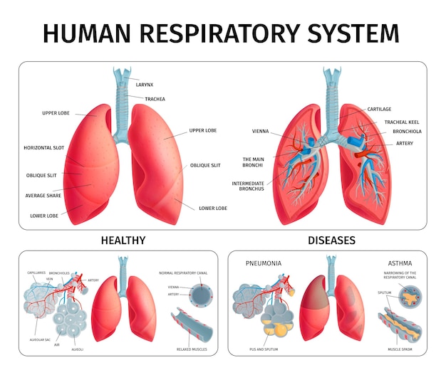 Infográficos da anatomia pulmonar humana