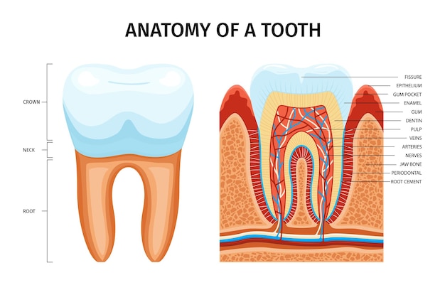 Infográficos de anatomia dos dentes com legendas de texto editáveis apontando para dente seccional com veias dentina e ilustração vetorial de esmalte