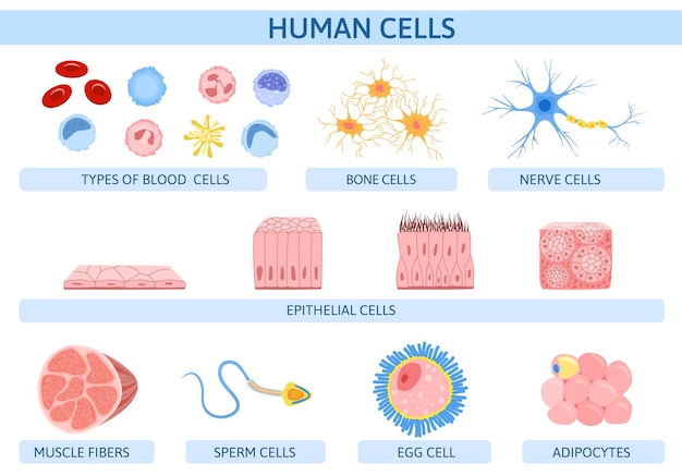 Infográficos de células humanas com conjunto plano de fibras musculares isoladas ovo de nervo e ícones de células ósseas ilustração vetorial