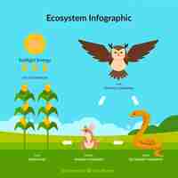 Vetor grátis infográficos do ecossistema