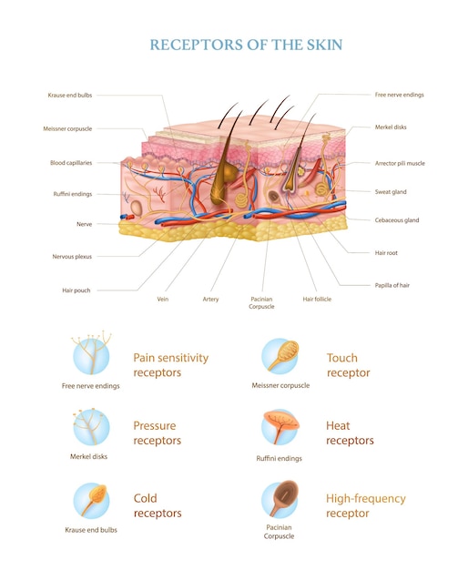 Vetor grátis infográficos realistas de anatomia da pele humana com estrutura de camadas e tipos de ilustração vetorial de receptores