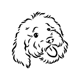 Labradoodle mix cachorro poodle australiano desenho vetorial labradoodle