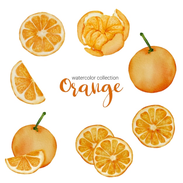 Laranja em coleção aquarela de frutas, cheia de frutas e fatiada e cortada ao meio