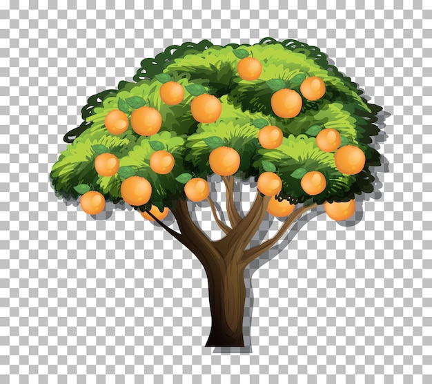 Laranjeira em fundo transparente