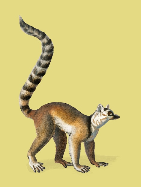 Vetor grátis lemur