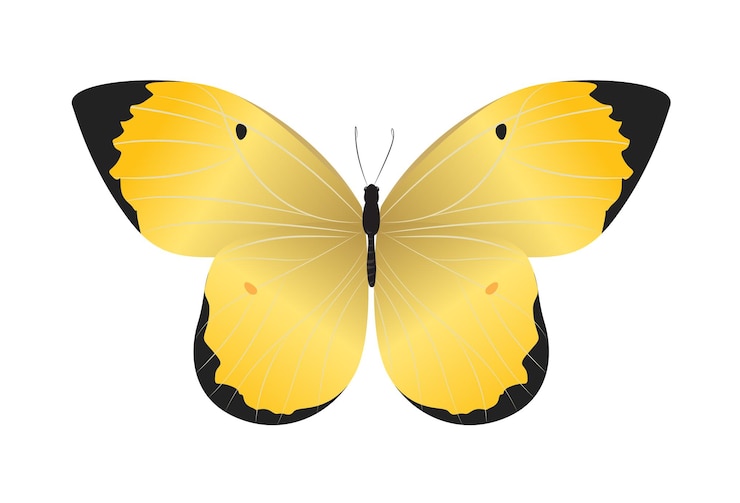Vetor grátis linda borboleta isolada no fundo branco cores amarelas e pretas