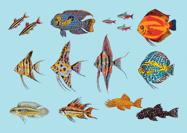 Vetor grátis linda coleção de peixes de aquário